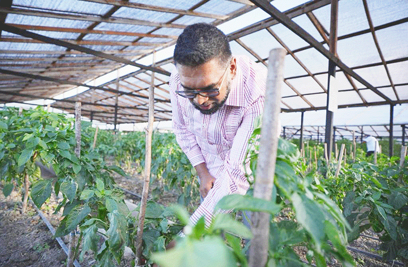 President, Dr Irfaan Ali conducted a site visit to the hydroponics farm at NAREI where he received updates on the ongoing project (Office of the President photos)