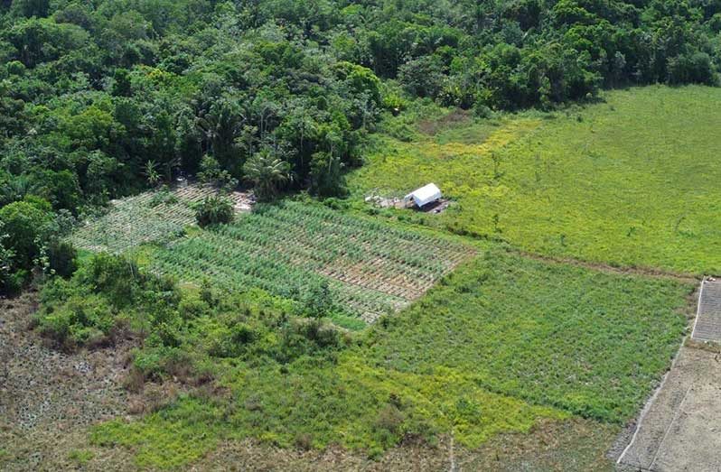 Police destroyed more than $22.8 million worth of cannabis during a joint eradication exercise at Long Savannah, Canje Creek, Berbice River dismantling three farms spanning approximately 10 and a half acres