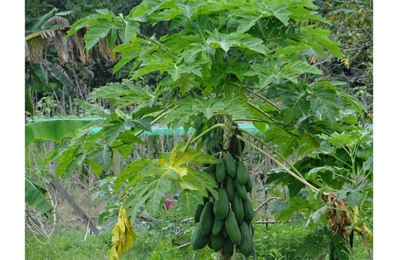 A tree blooming with papayas in one of the many farms