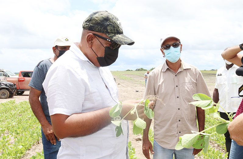 Minister Mustapha examines one of the young soya bean plants (Ministry of Agriculture photo)