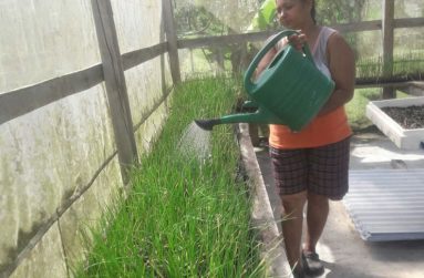 In these pictures, compliments of PROPEL, Anna Bridgelall is seen on her farm tending to her produce, poultry and animals .