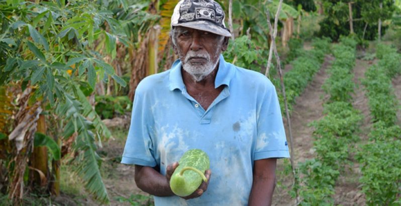 Mahaica cash-crop farmer Ramkarran stands with a squash in his hand  while awaiting a mobile buyer. Mahaica farmers have been hit hard by the dry spell. (Alva Solomon photo)