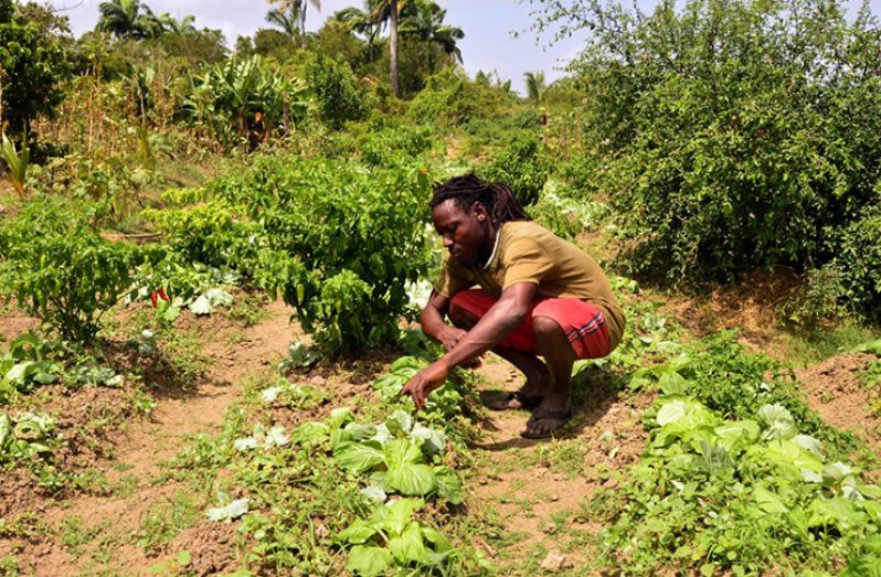 Kurt Adams spends most of his time taking care of his farm (Adrian Narine photo)