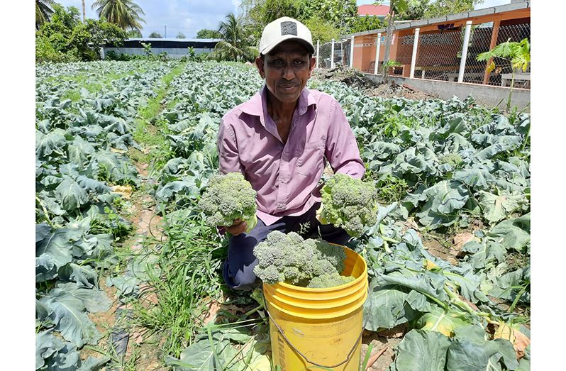 (Flashback)A farmer from Mahaica displays some peppers and broccoli from his farm