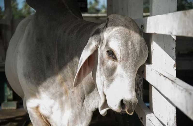 Guyana on track to produce all livestock feed by 2025