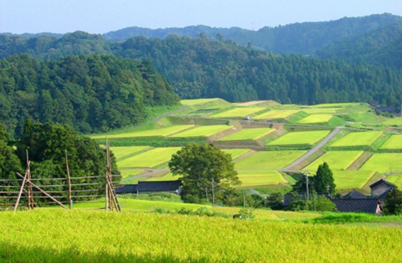 Noto peninsula is a microcosm of traditional rural Japan where agricultural systems are integrally linked to mountains, forests and the ocean (FAO photo)