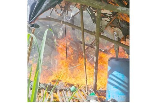 Police conducted a targeted cannabis eradication exercise at Wel te Vreeden, Canje Creek, Berbice destroying nearly 1,000 cannabis plants