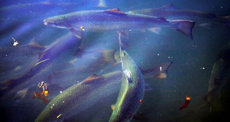 Fish