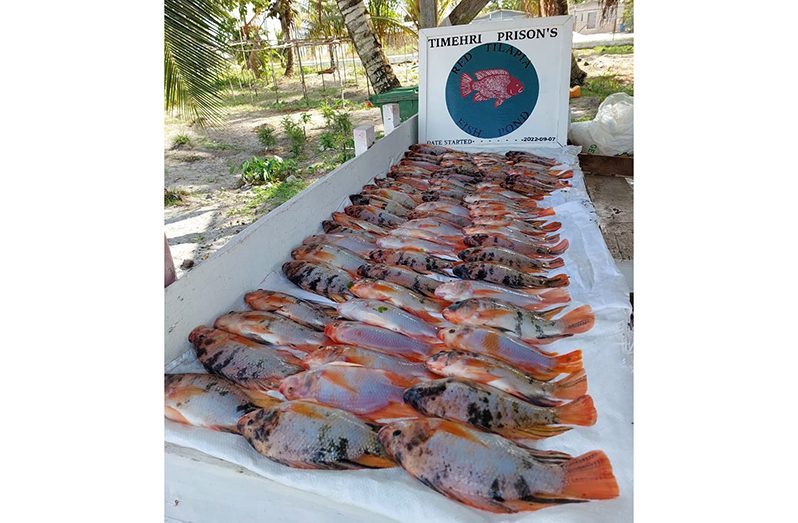 Staff and inmates at the Timehri prison harvested their second batch of Red Tilapia last Monday