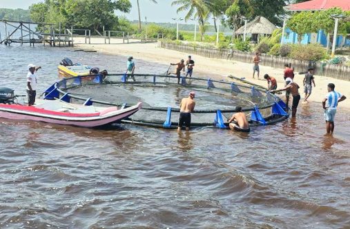 The Capoey village in Region Two continues to benefit from the Tambaqui Cage Culture Project, a community-run initiative under the Ministry of Agriculture’s Cage Aquaculture Programme