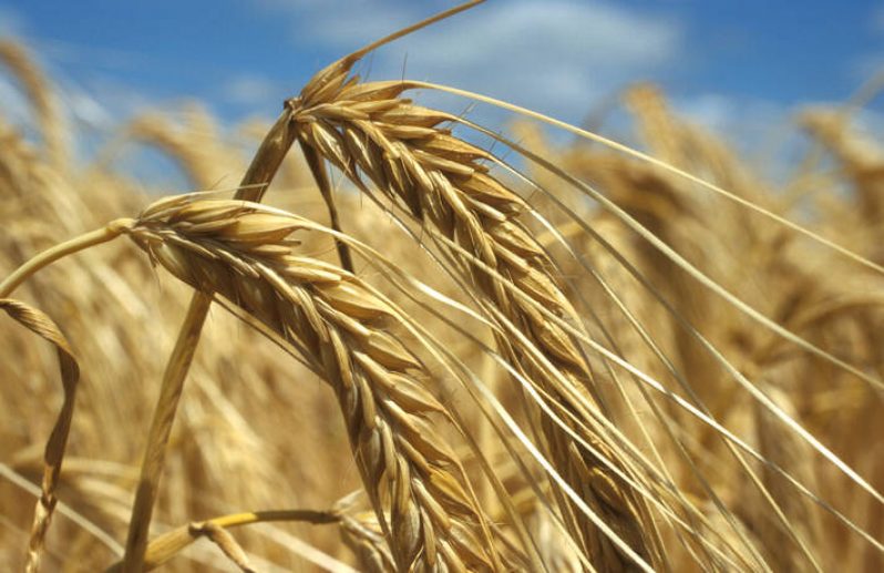 Barley growing in France (FAO photo)