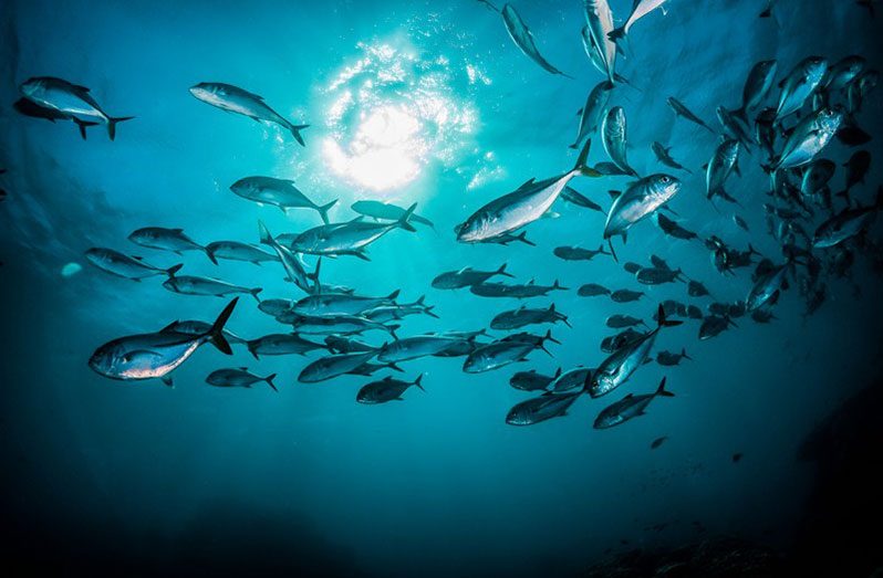 (Photo courtesy of Nature.com) 