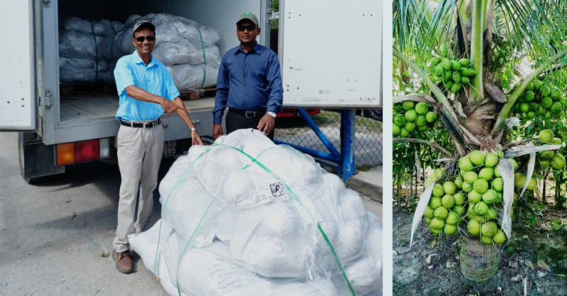 General Manager of the Hope Estate, Ricky Roopchand (left) and Country Representative for the Caribbean Agricultural Research and Development Institute (CARDI), Jhaman Kundun, uplifting the Brazilian Green Dwarf coconuts at the airport (Photo courtesy of Ricky Roopchand)