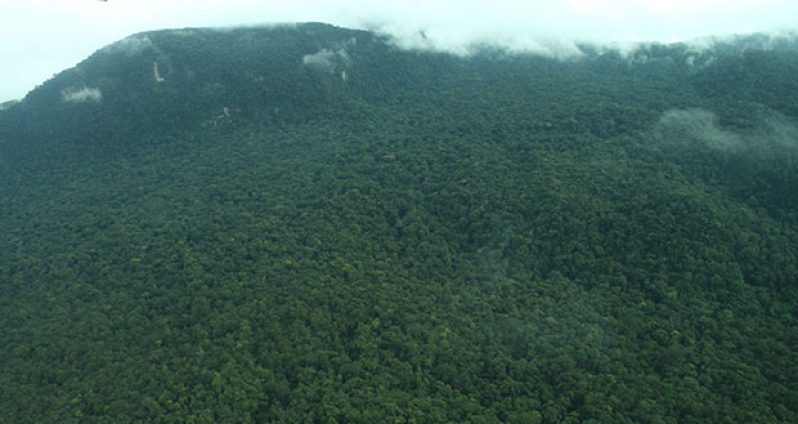 Guyana's forests hold the key to the country’s future and the development of a “green economy”