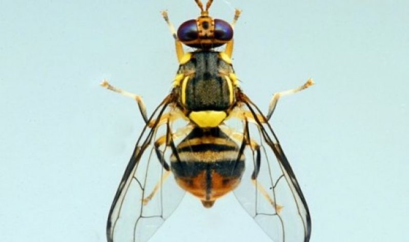 The Carambola fruit fly