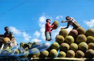 The jackfruit is reaching wider markets both at home and abroad, helping farmers and all those along the value chain improve their livelihoods (©FAO/Kazi Riasat)