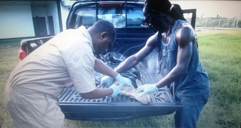 GLDA vets sedating an animal