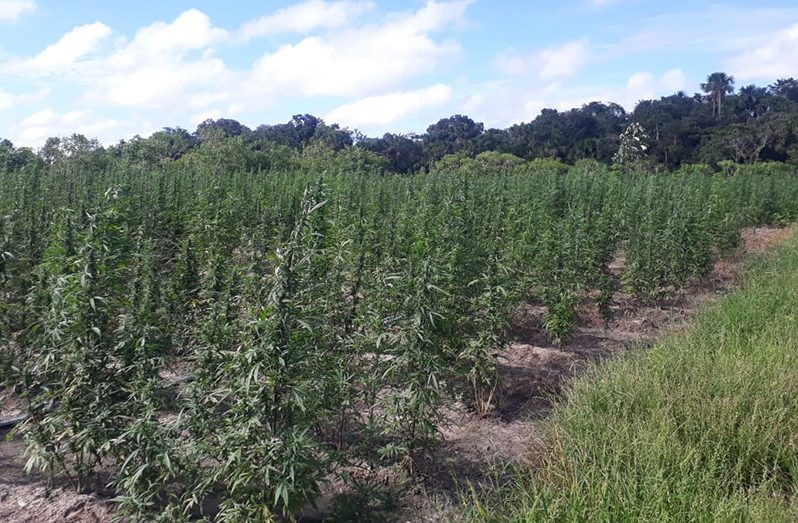 A section of one of the marijuana farms found by the police