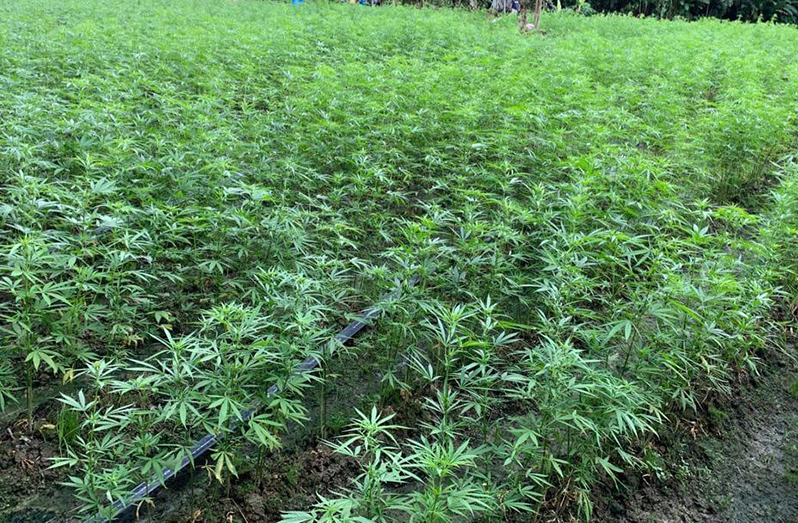 Police destroyed four acres of marijuana plans