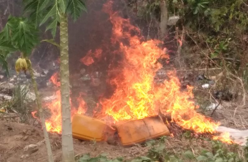 Police in Regional Division #10 conducted yet another successful narcotics eradication exercise at Ebini Backdam, Berbice River, between 07:30hrs and 17:00hrs on Wednesday