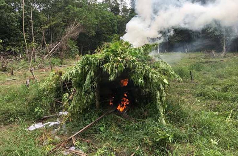 One of the many bonfires it took to burn all the 'weed'