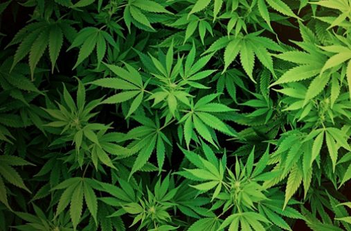Ganja