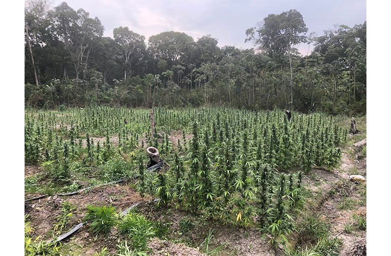 Police in Regional Division #10 conducted a “narcotics eradication exercise” at Ebini, Berbice River, between 12:00hrs and 16:30hrs on Sunday, during which a cannabis farm, which is approximately four acres, was located and destroyed