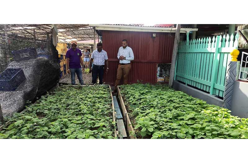 The inspection of a farmer’s garden