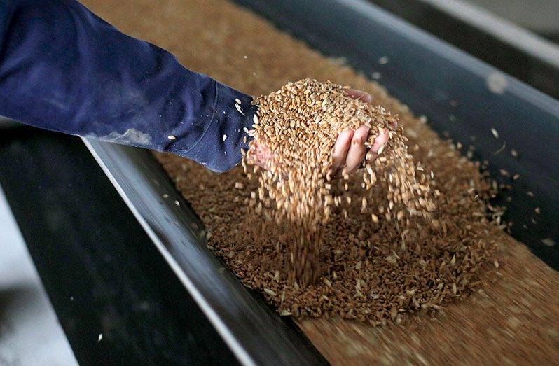 An employee shows wheat grains on a conveyor belt during its loading for storage in tanks at the Chernihiv granary, Ukraine (FAO photo)