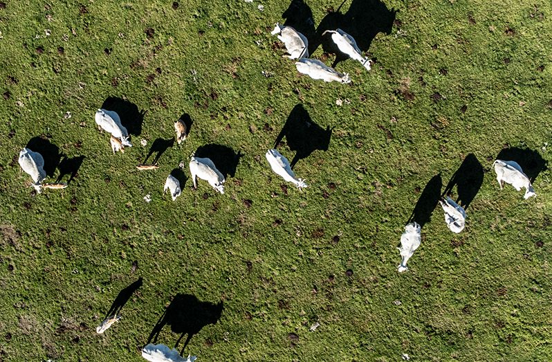 Rotational, planned or adaptive grazing measures for animals can benefit soils' health and help mitigate climate change (FAO)