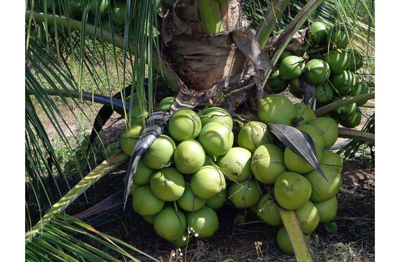 The Brazilian Green Dwarf Coconut tree