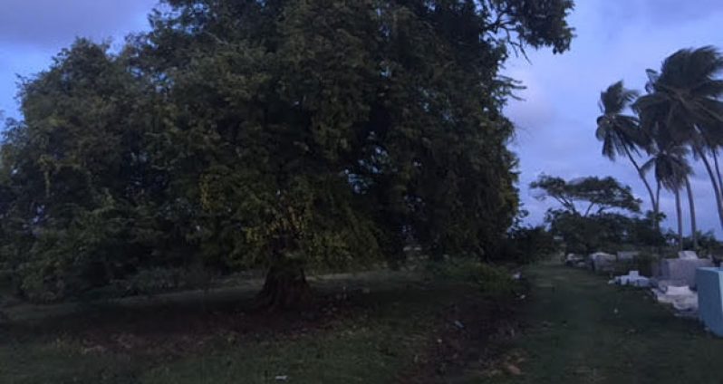 The tamarind tree under which Akeem Grimmond was found dead in the Number 60-61 Village cemetery