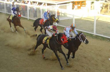 HORSE-2-
