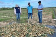 A harvest from the onion trial at NAREI back in January