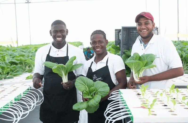 Harvesting at the hydroponics farm