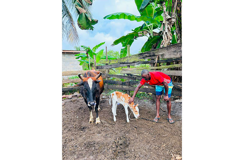 Cattle farmer Otubbo Headley and his cows