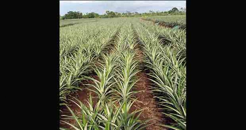 A field of healthy pineapple plants