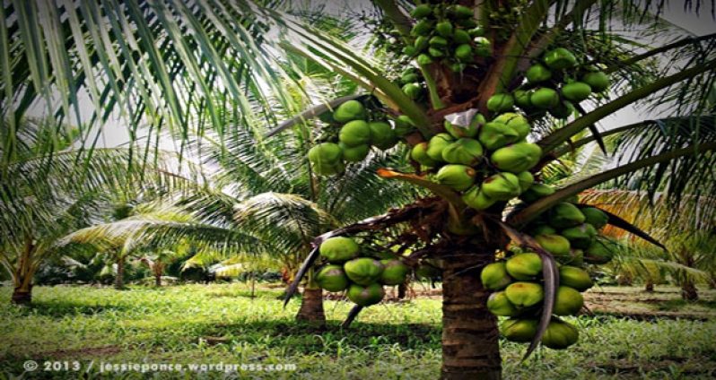 Healthy coconut trees