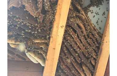 Bees in their natural habitat in hives