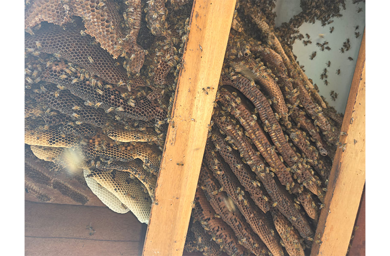 Bees in their natural habitat in hives