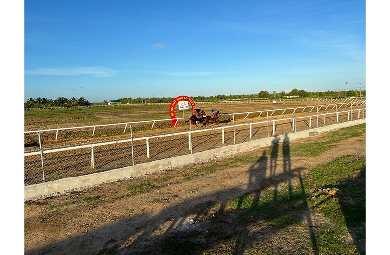 The Surinamese horses in training at the Bush lot United Turf Club