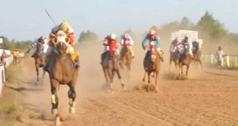 Horse-Race-Pic