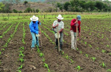 Here farmers can begin to feel a sense of achievement as they start to see the ‘fruits’ of their labour