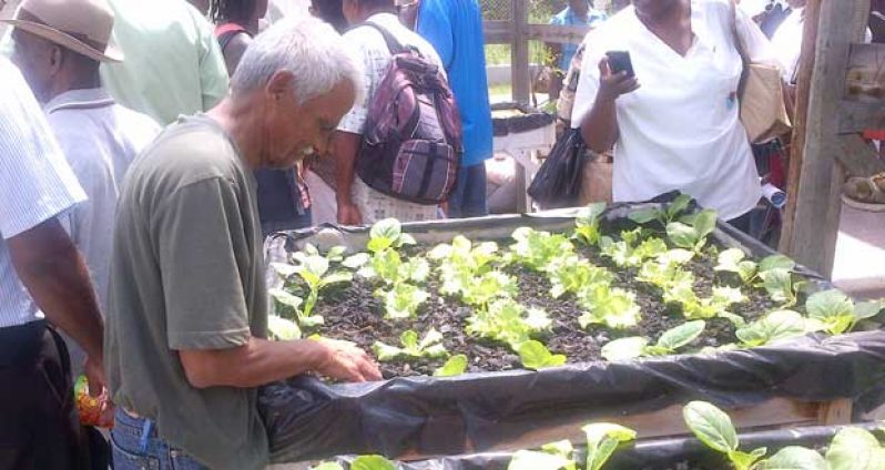 An elderly man examines the soil used in hydroponic farming