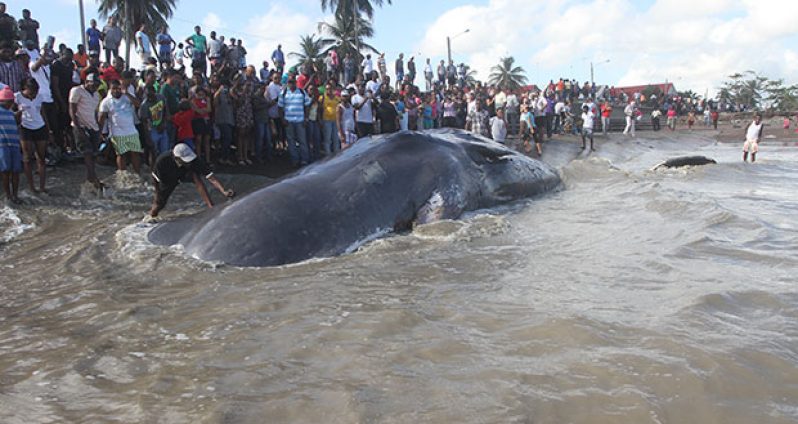 A man peels off skin from the dead whale as it lay sunk in the sand on the seashore (Photo by Sonell Nelson)