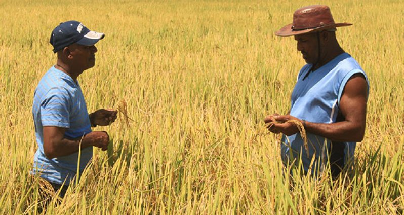 Rice farmers examine paddy stalks in a rice field at Mahaicony