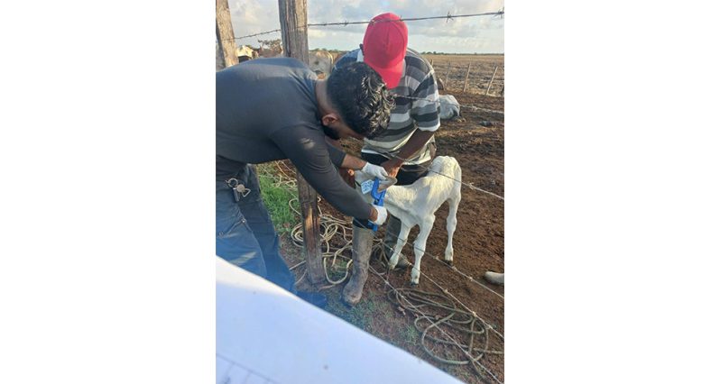 In the field Sunil Balkaran on a typical day in the field supporting farmers