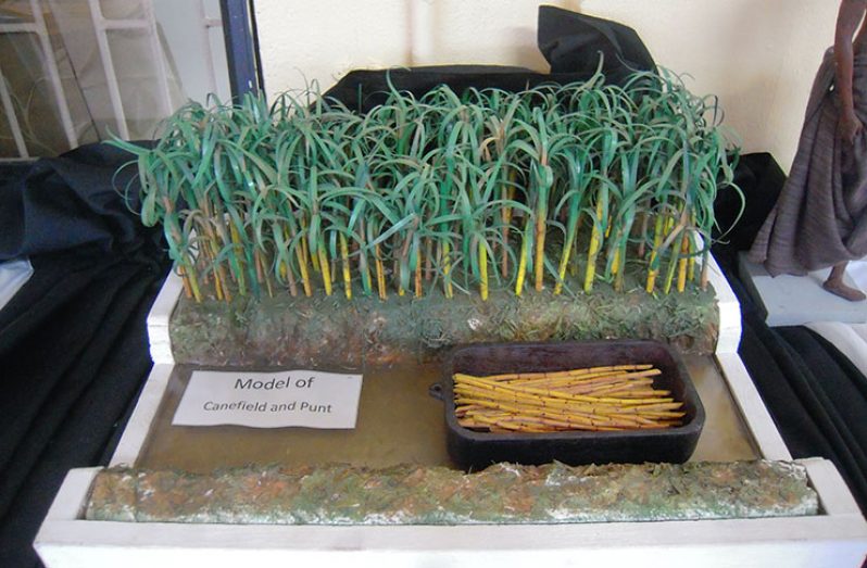A model of a cane field and punt