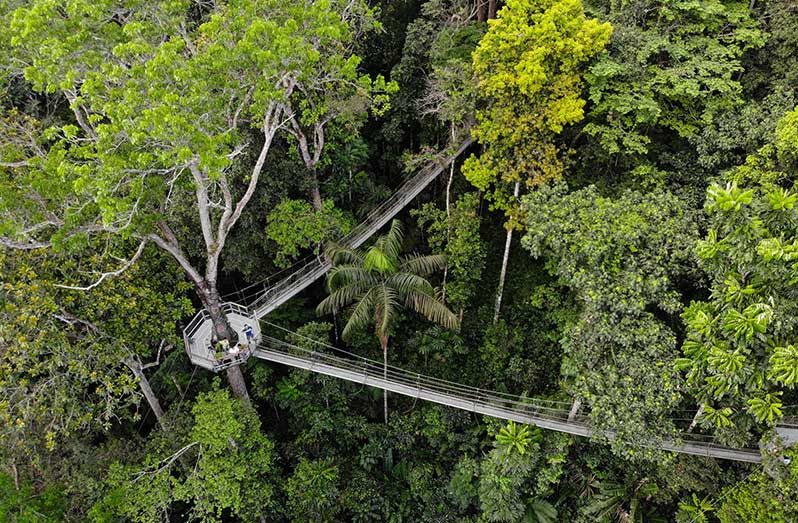 Guyana’s Iwokrama International Centre for Rainforest Conservation and Development has been named one of Travel and Tour World’s 50 Best Eco-Tourism Destinations in the World for 2026 (Marceano Narine, David DiGregorio, Ministry of Tourism, Industry & Commerce photos)