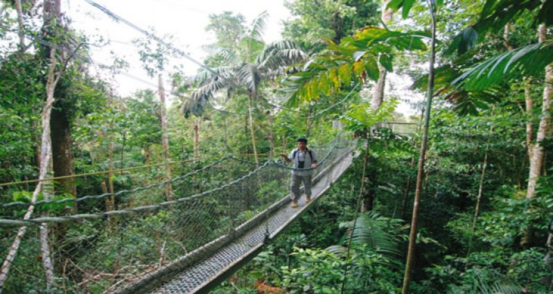 The Iwokrama Canopy Walkway is one of the best ways to explore Guyana’s rainforests. According to the website, gotoguyana.org, a normal stroll through any rainforest is an enlightening experience – the dense moisture, the trickles of sunlight, the towering trees, the sounds of the Screaming Piha – but to go from walking along the forest floor to being suspended amongst the canopy provides an unmatched vantage point. At the Iwokrama Canopy Walkway, visitors can have the full experience: jungle trails, overnight rainforest accommodations and an easily accessible walkway through the trees that provides excellent birdwatching. The Iwokrama Canopy Walkway is a series of connected suspension bridges and viewing decks that reach nearly 30 metres in height and 155 metres in length, all in the mid and upper canopy of the Iwokrama Forest (Photo courtesy gotoguyana.org)